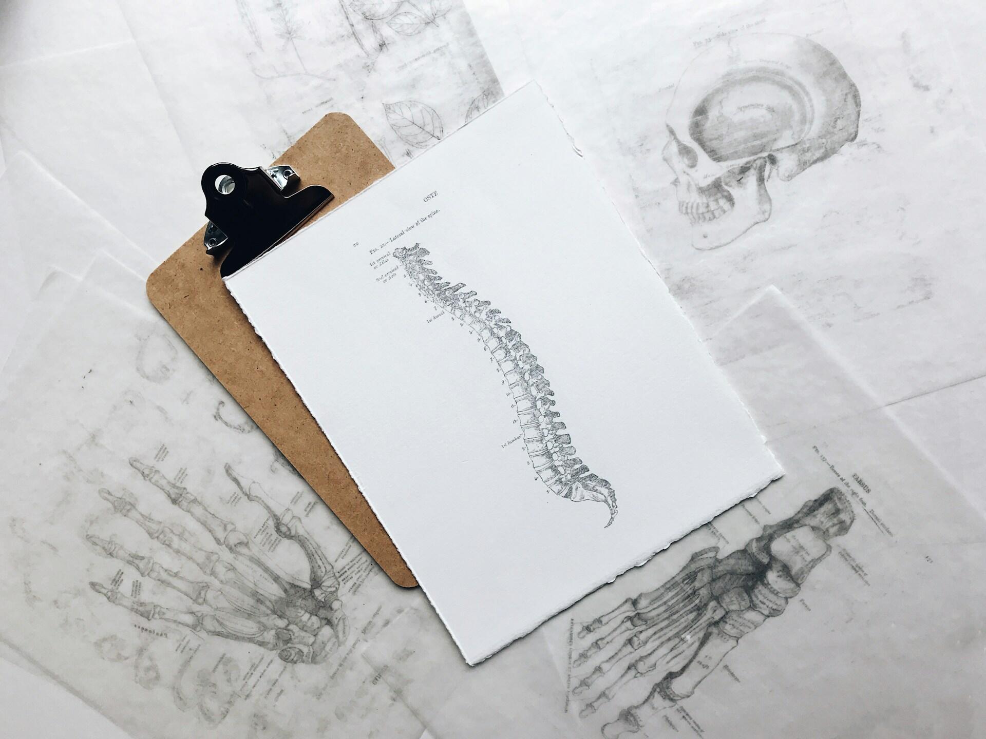 Imagem do esqueleto e coluna vertebral humana.